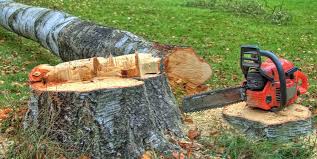 Best Tree Disease Treatment  in Van, TX