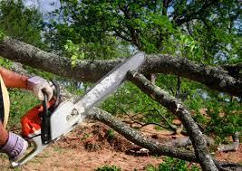 How Our Tree Care Process Works  in  Van, TX