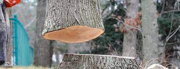 Trusted Van, TX Tree Services Experts