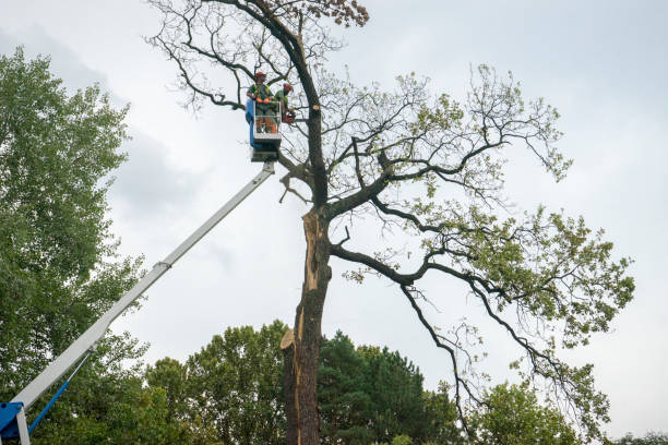 Best Emergency Tree Removal  in Van, TX