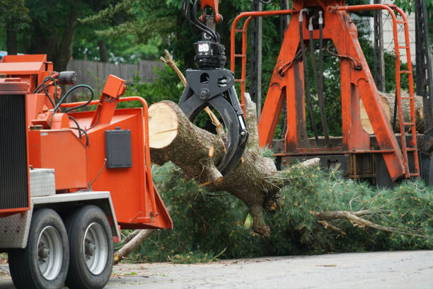 Best Hedge Trimming  in Van, TX