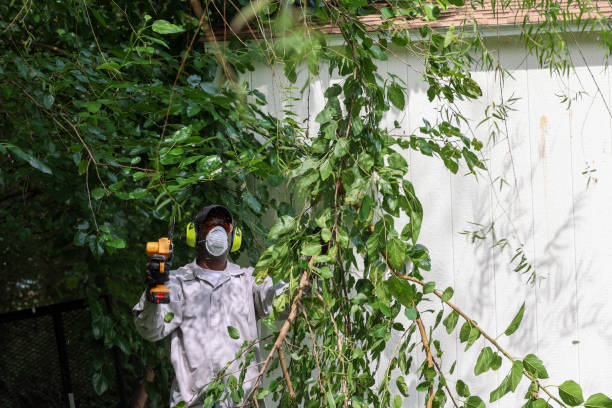 Best Weed Control  in Van, TX