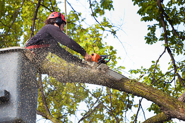 Best Lawn Maintenance Plans  in Van, TX