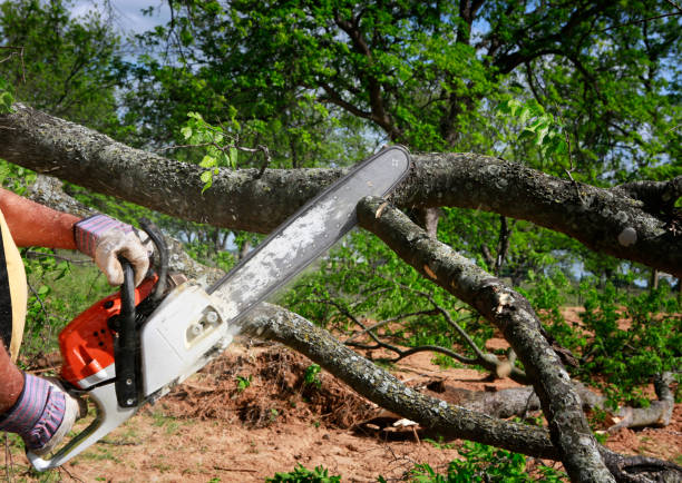 Best Arborist Consultation Services  in Van, TX