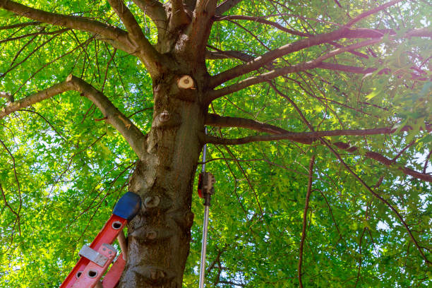Best Tree and Shrub Care  in Van, TX